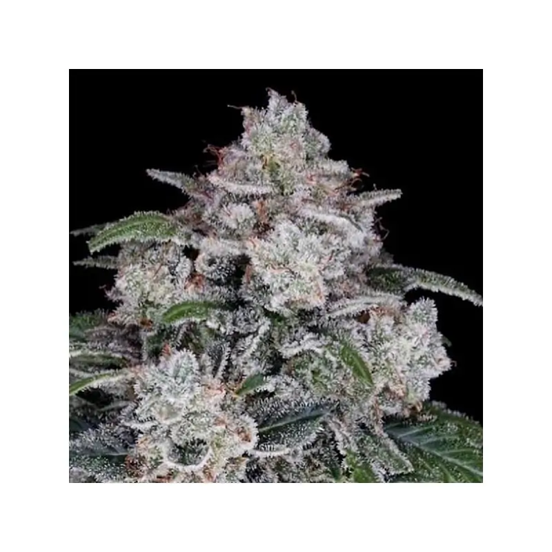 Auto Return of the Mac