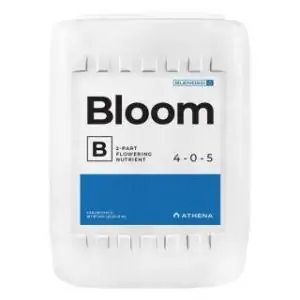 Bloom A