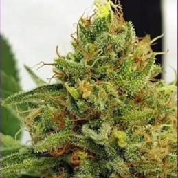 Miss Orange Nectar