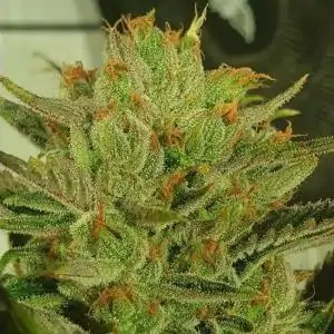 Sugar Tree