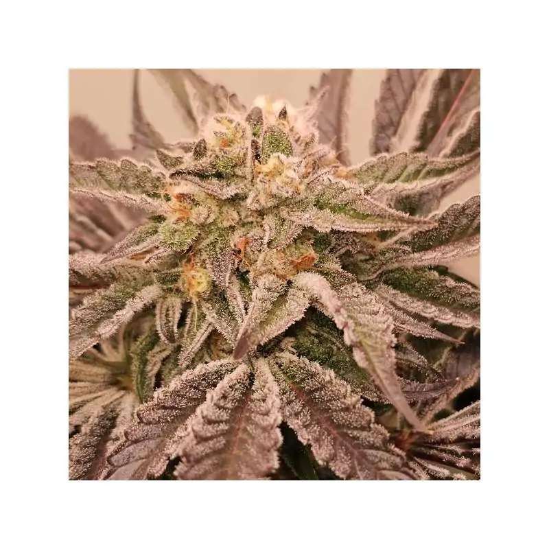 Hindu Runtz 6 u. fem Karma Genetics