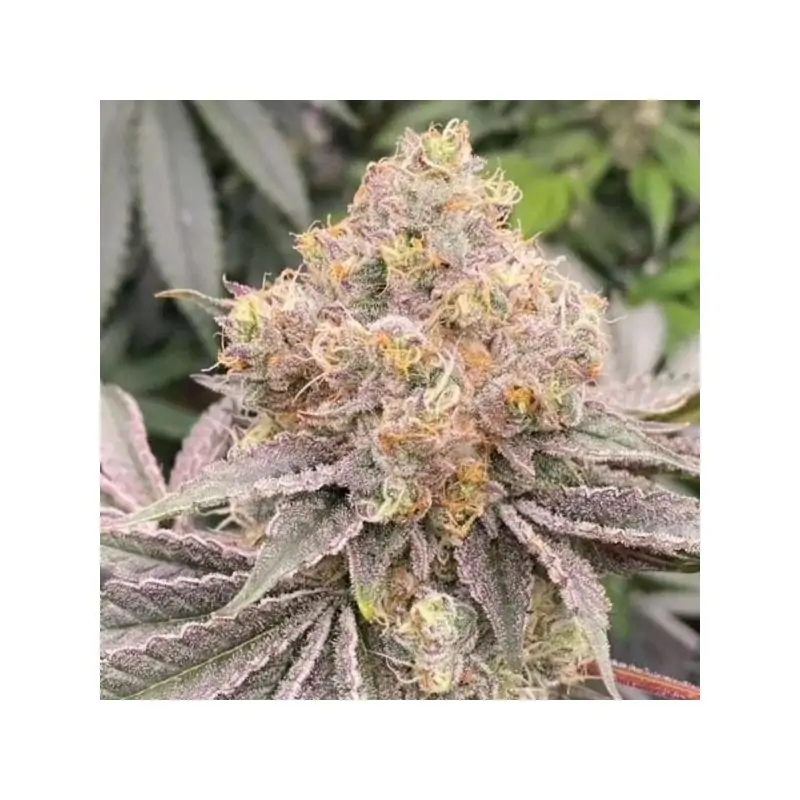 Mop chopper 6 u. fem Karma Genetics