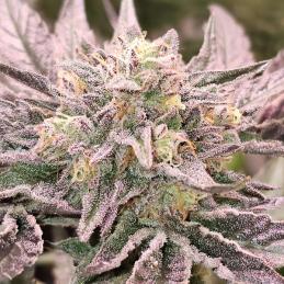 Pink Bacio 6 u. fem Karma...