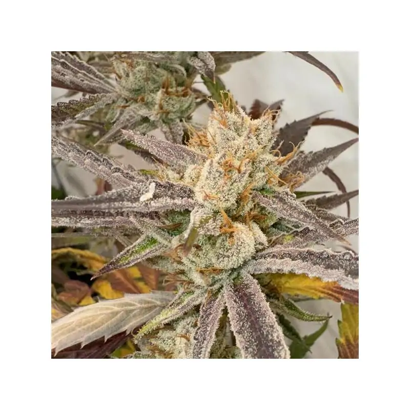 Pink Crumble 6 u. fem Karma Genetics