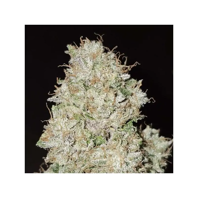 Pink Fritter 6 u. fem Karma Genetics