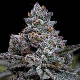 Apple Fritter