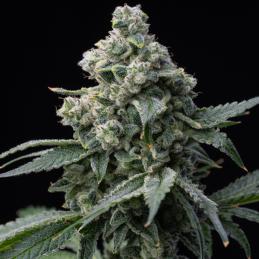 Bruce Banner
