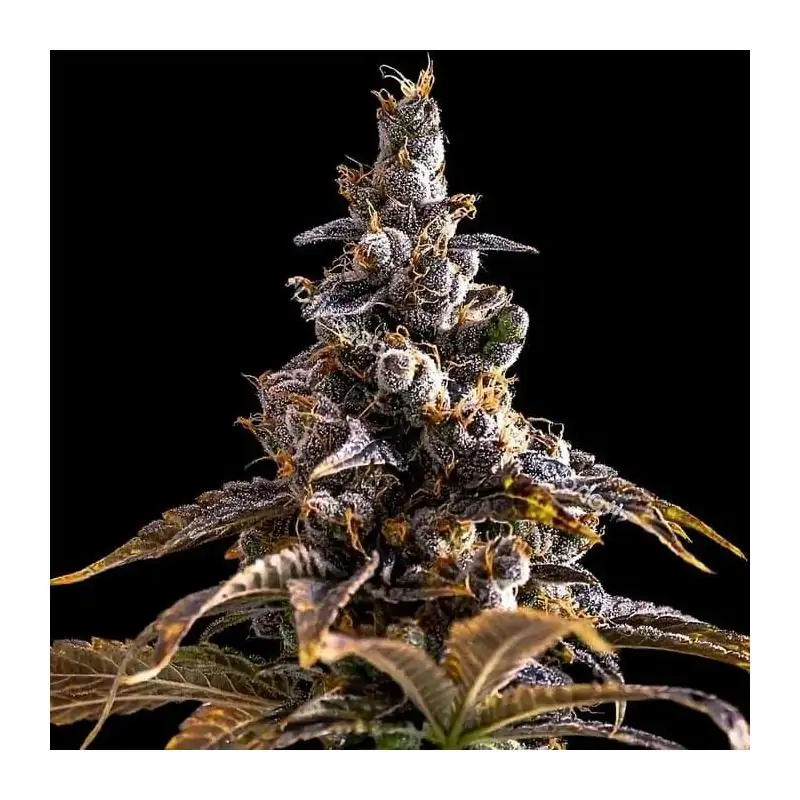 Alien Technology x DoSiDos