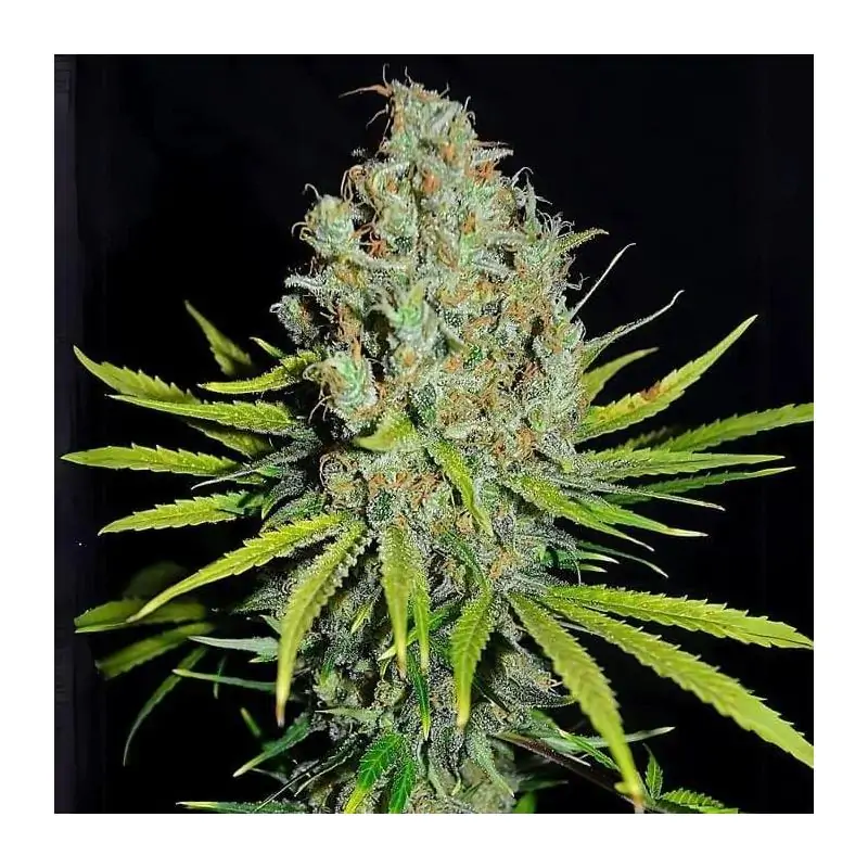 Grape Stomper