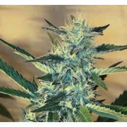 BIG APPLE COOKIES
