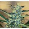 BIG APPLE COOKIES