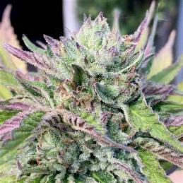 Monkey Haze Cookies