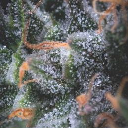 Auto Black Cherry Punch