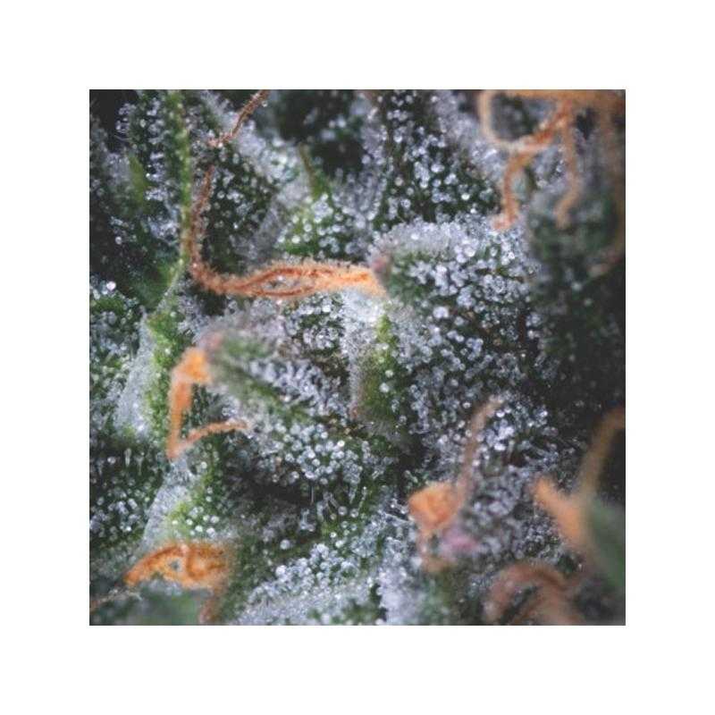 Auto Black Cherry Punch Auto Black Cherry Punch