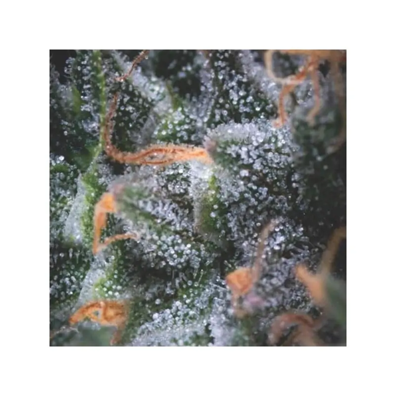 Auto Black Cherry Punch