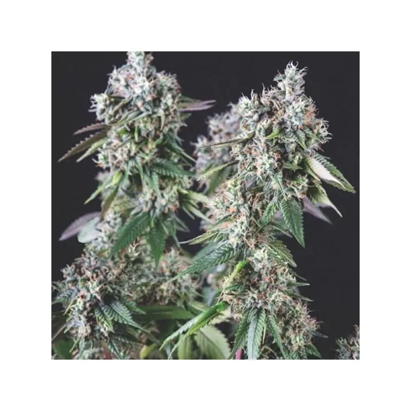 Mendocino Purple Kush