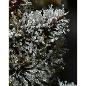 Lemon Cherry Gelato Barney's Backpack Boyz