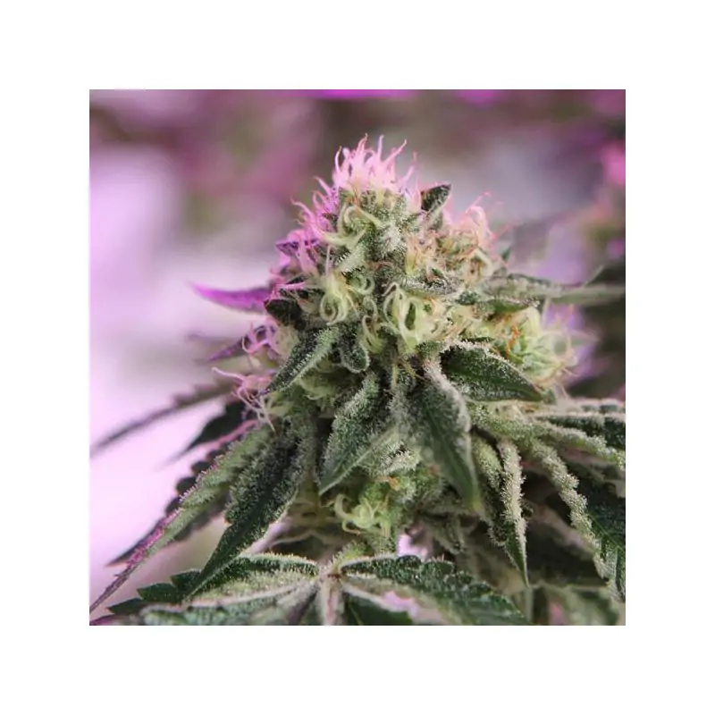 RS11 x Banana OG