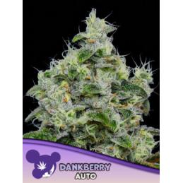 Auto Dankberry