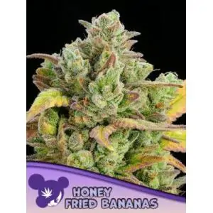 Honey Fried Bananas - Anesia Seeds | Sativa Grow Shop
