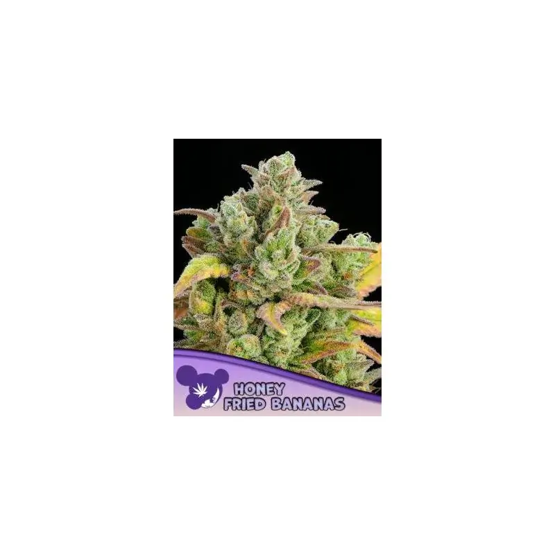 Honey Fried Bananas - Anesia Seeds | Sativa Grow Shop