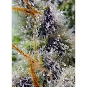 Mental Rainbow F1 Fast Version