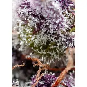 Auto Studio 54 Stardust