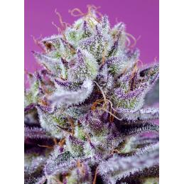 Auto Diablo's Delight XL