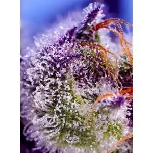 Auto Diablo's Delight XL