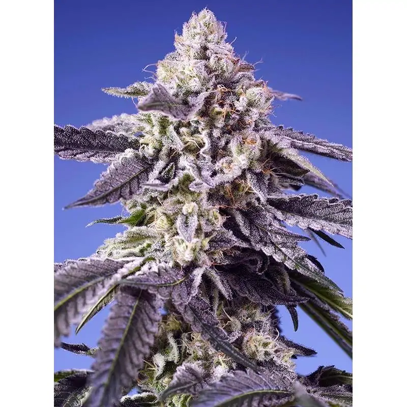 Auto Permanent Jealousy XL