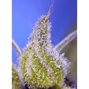 Auto Permanent Jealousy XL