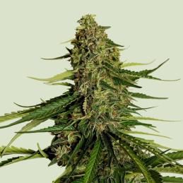 Auto Gaia F1