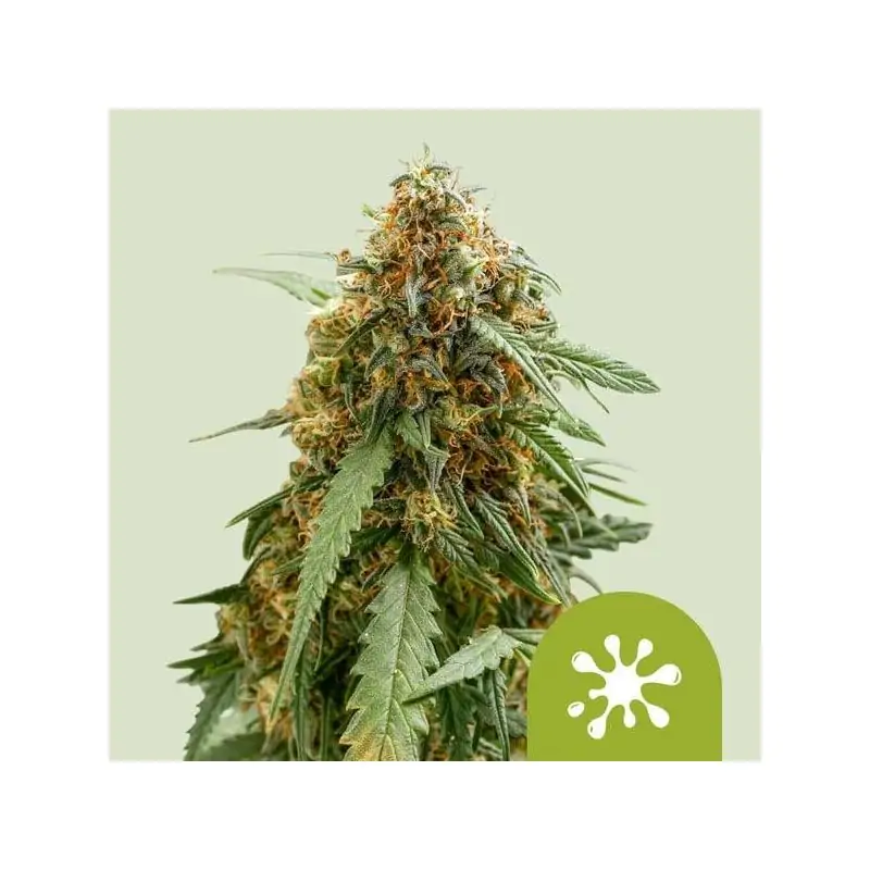 Auto Sticky Queen