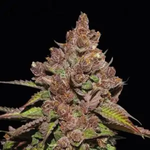 Forbidden Mochi Fast