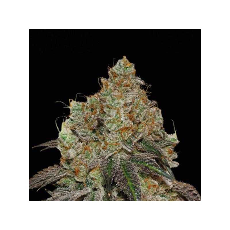 Frosty Tooth