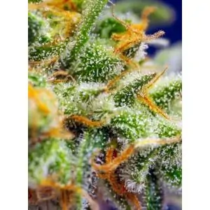 Auto Crystal Candy XL