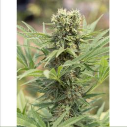 DEDOVERDE HAZE HUMBOLDT