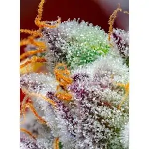 Auto Red Gorilla Girl XL