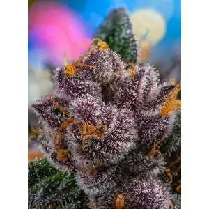 Auto Pineapple Slush XL