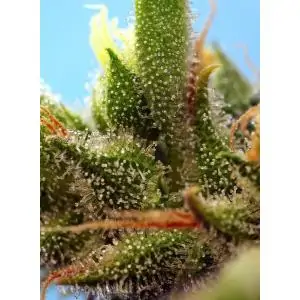 Auto Strawberry Banana Gelato XL