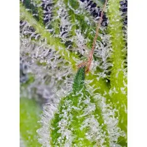 Auto Sweet Mandarine Zkittlez XL