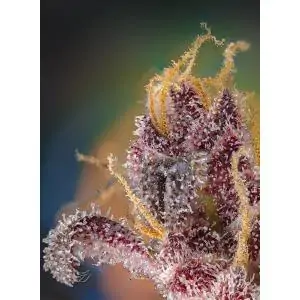 Black Muffin F1 Fast Version