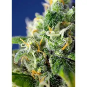 Auto Honey Peach CBD