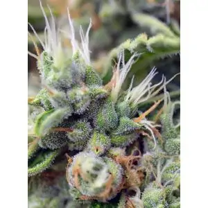 San Fernando Lemon Kush