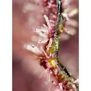 Tropicanna Poison F1 Fast Version