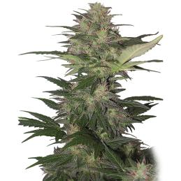 Auto Red Dwarf