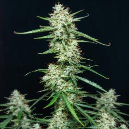 Auto Syrup