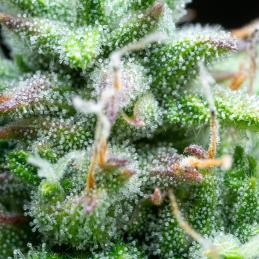 Auto Syrup