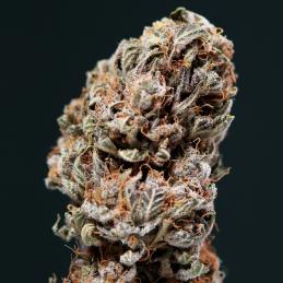 Auto Syrup