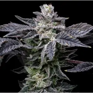 Pink Runtz X Hollywood